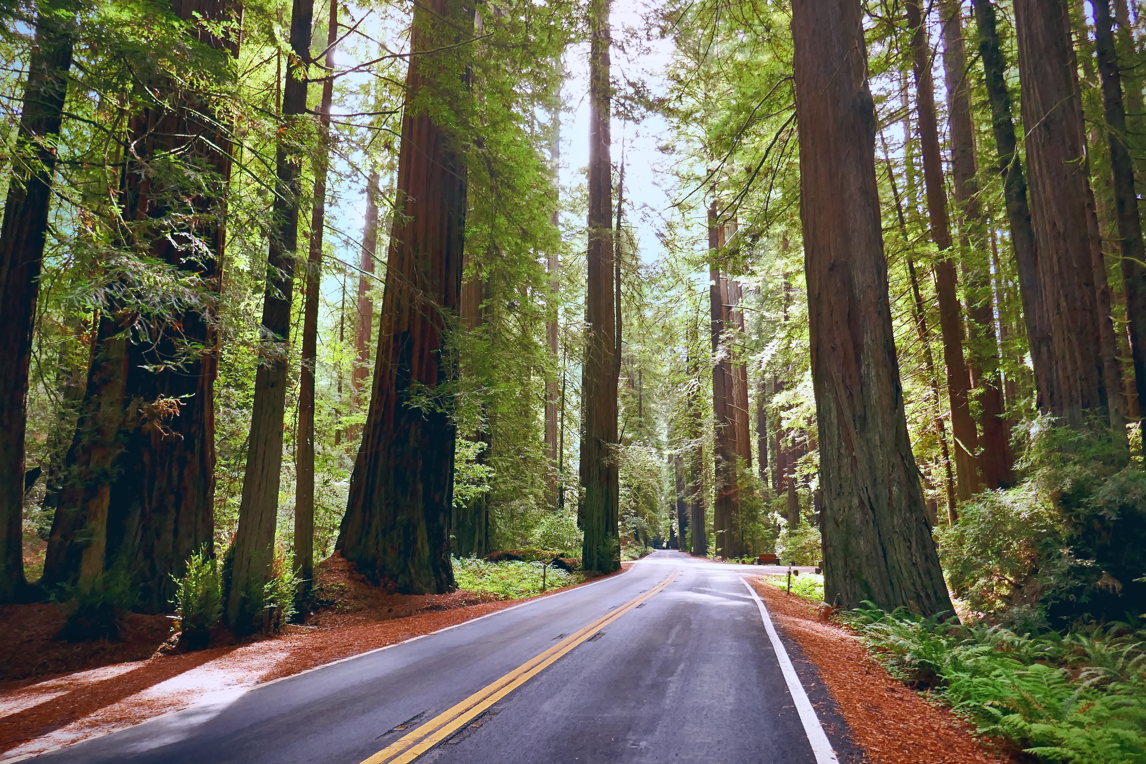 Avenue of the Giants