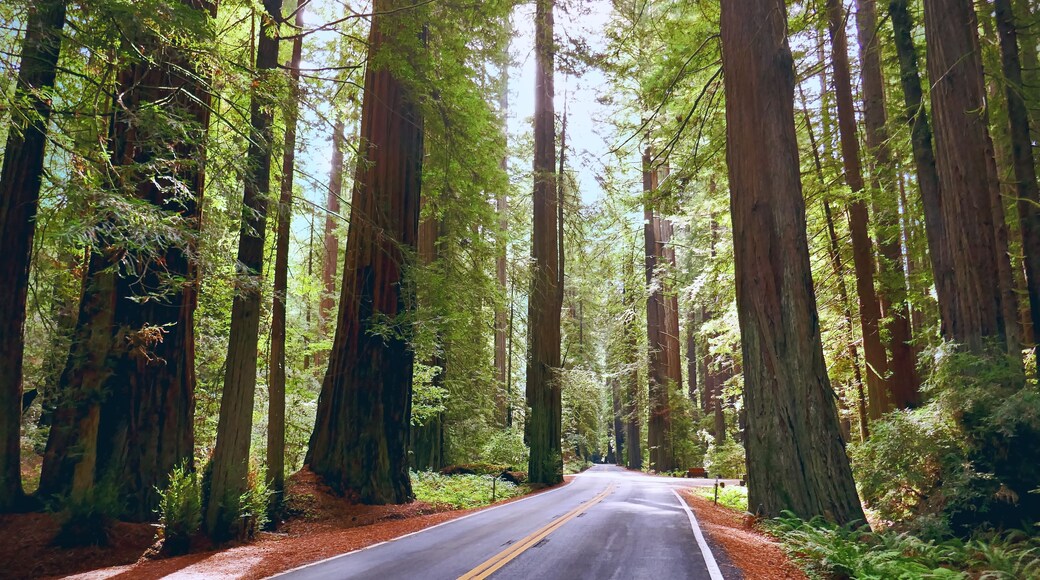 Avenue of the Giants