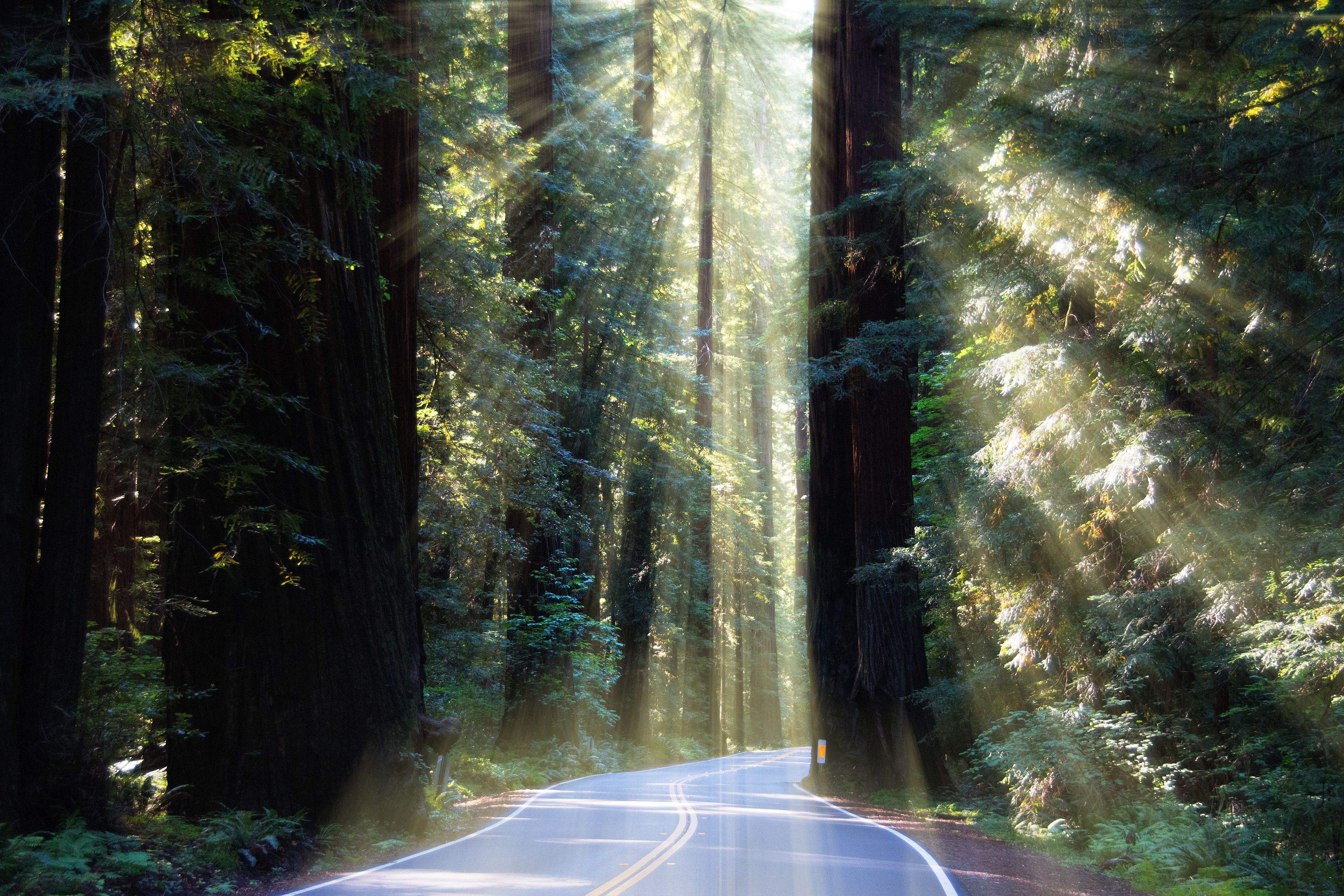 Avenue of the Giants