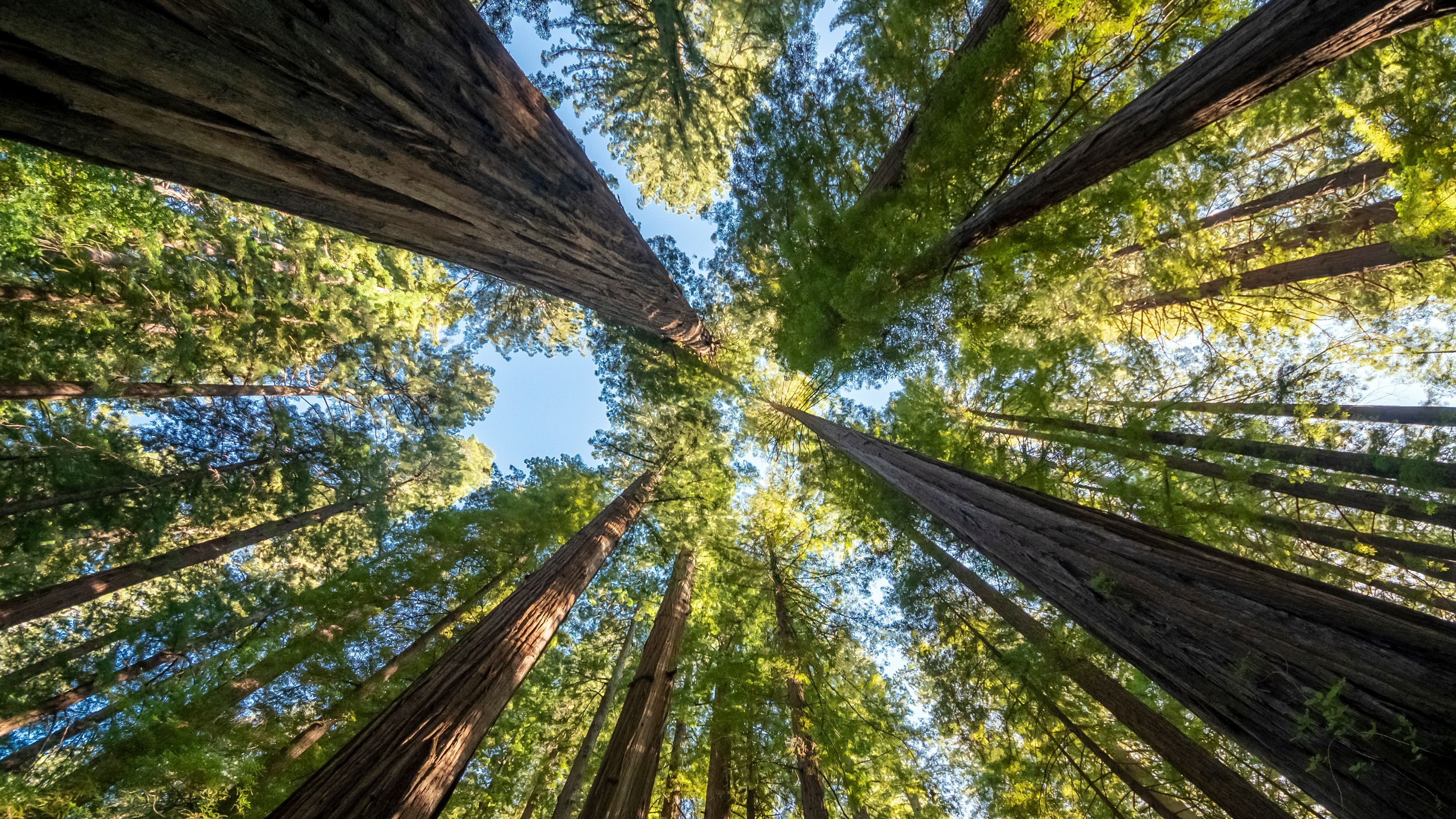 Avenue of the Giants