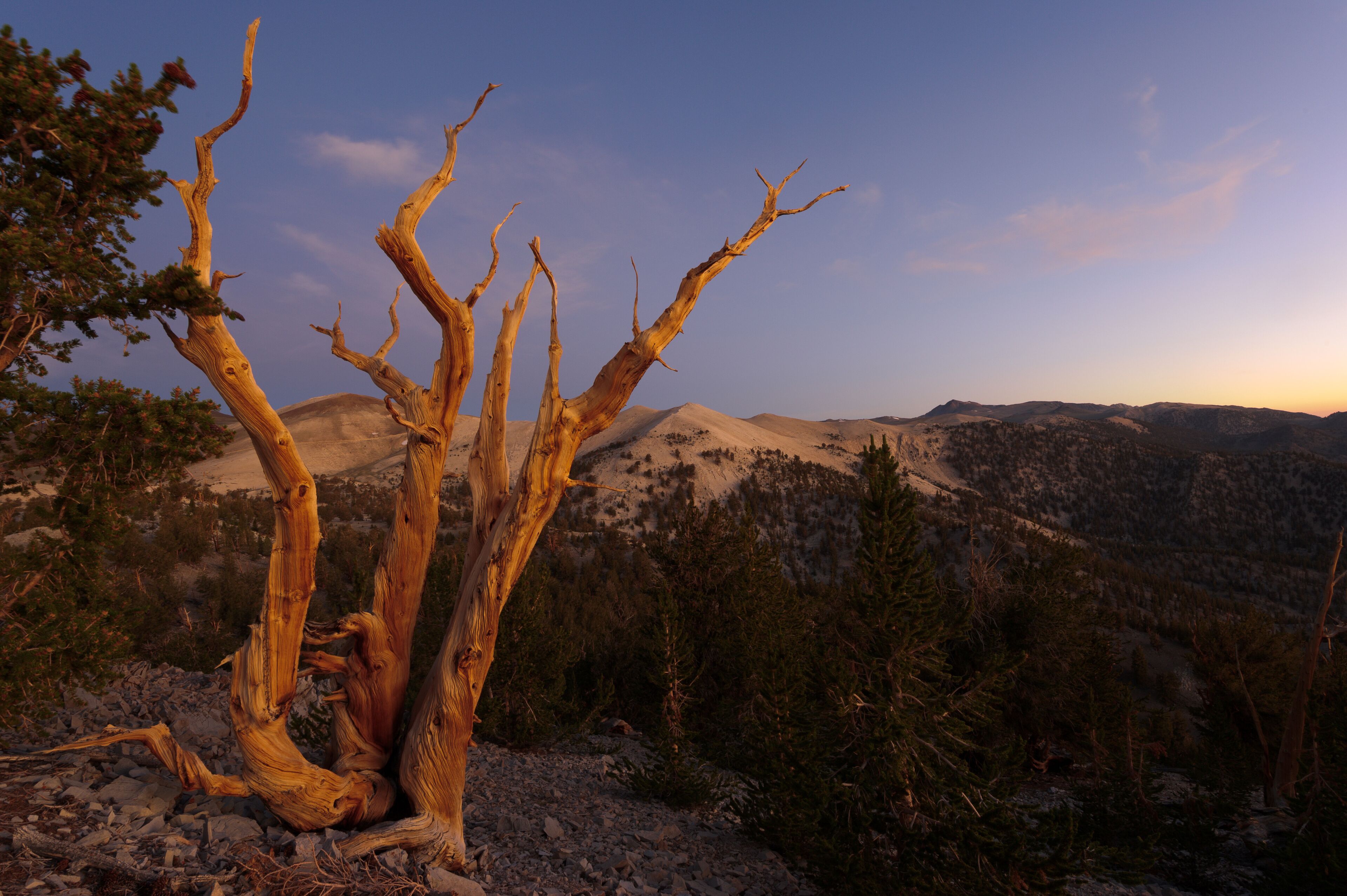 Bristlecone Pines, White Mountains, Kalifornien