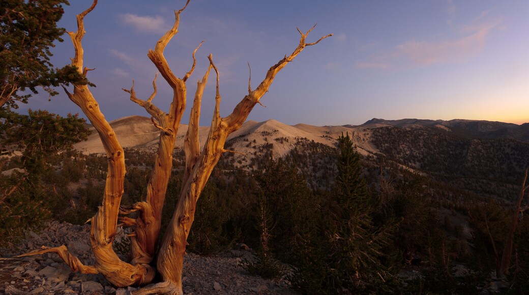 Bristlecone Pines, White Mountains, Kalifornien