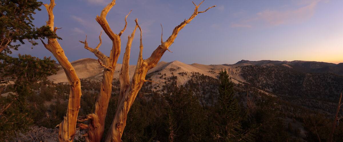Bristlecone Pines, White Mountains, Kalifornien