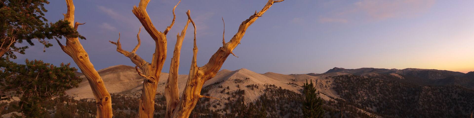 Bristlecone Pines, White Mountains, Kalifornien