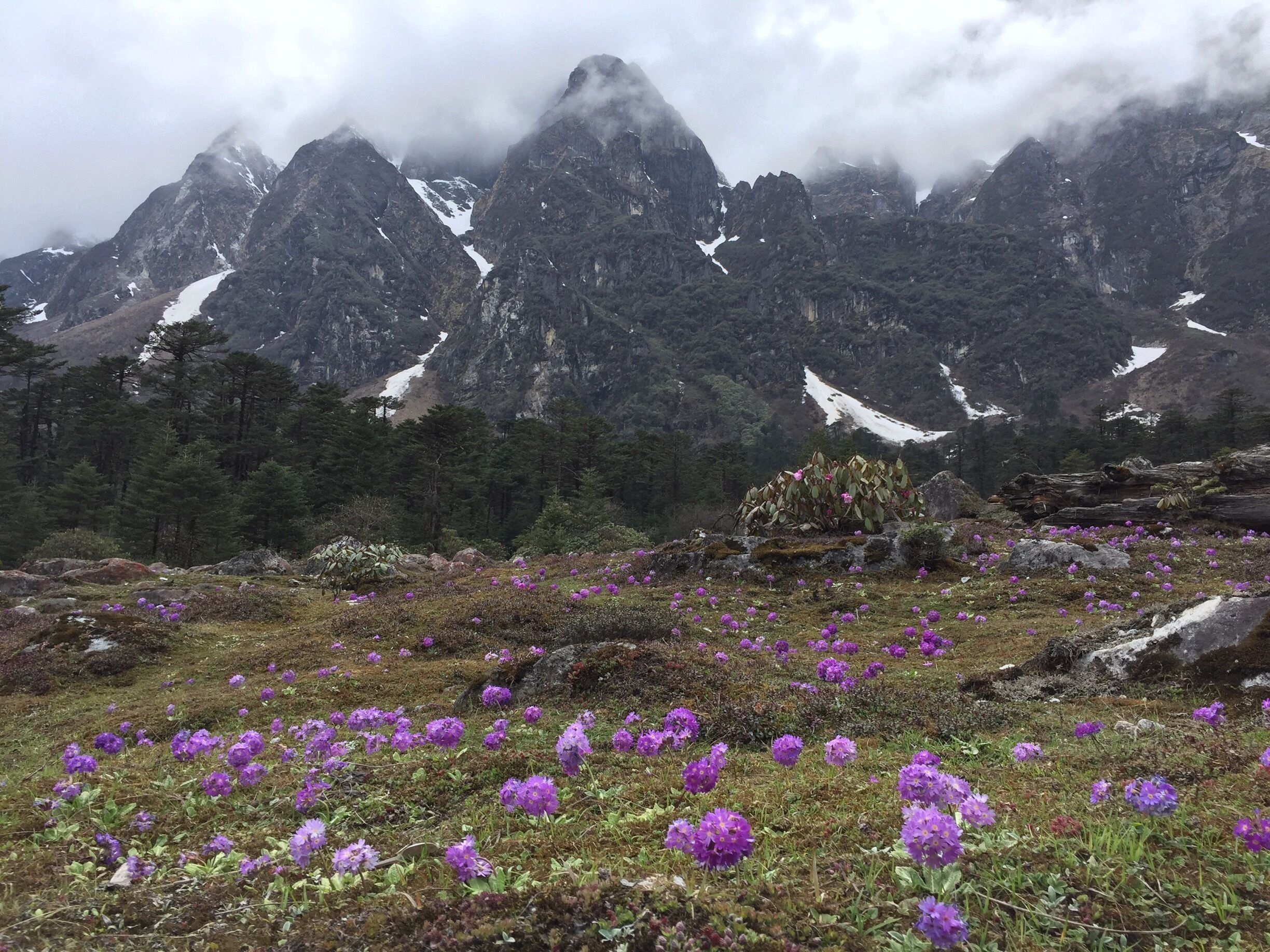 Yumthang Valley is extremely picturesque, with green slopes covered with trees, yaks grazing in the flower-spangled grassy plains below, and a river flowing right through the valley