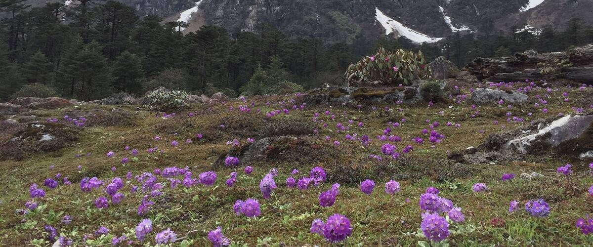 Yumthang Valley is extremely picturesque, with green slopes covered with trees, yaks grazing in the flower-spangled grassy plains below, and a river flowing right through the valley