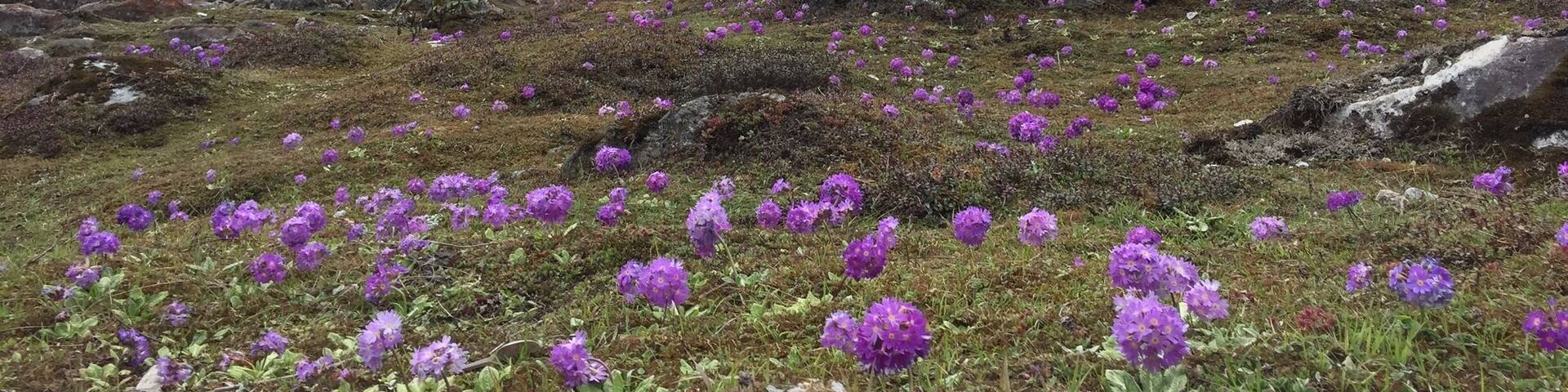 Yumthang Valley is extremely picturesque, with green slopes covered with trees, yaks grazing in the flower-spangled grassy plains below, and a river flowing right through the valley