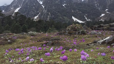 A mountainous landscape with snow-capped peaks, a glacier, and a field of purple flowers.