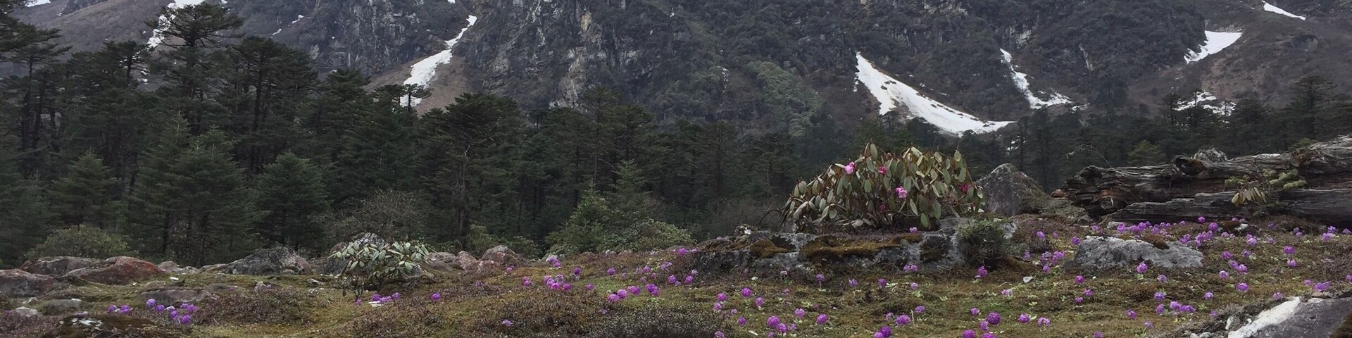 Yumthang Valley is extremely picturesque, with green slopes covered with trees, yaks grazing in the flower-spangled grassy plains below, and a river flowing right through the valley