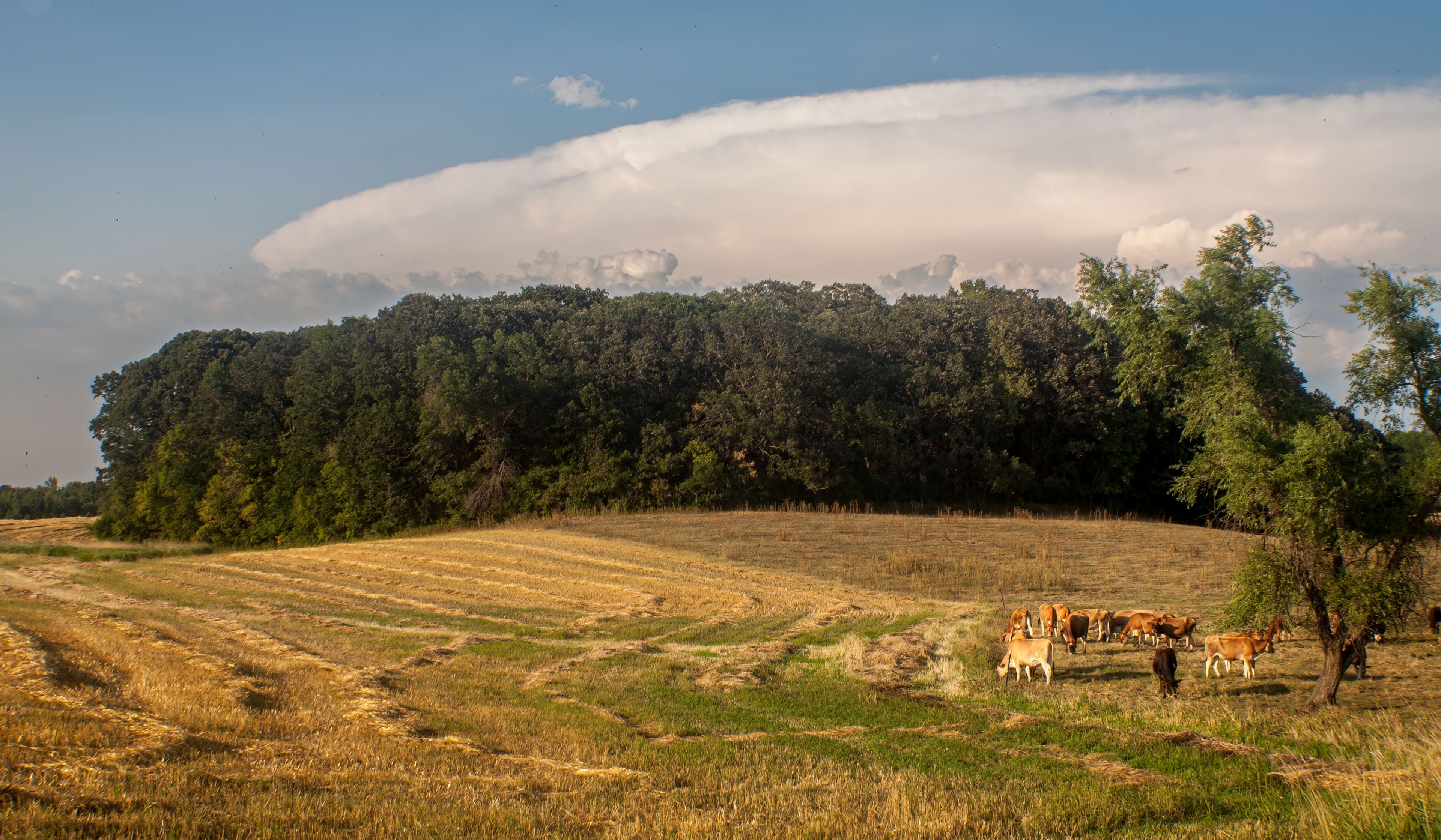 Um campo com gado a pastar, uma colina arborizada e um céu limpo.