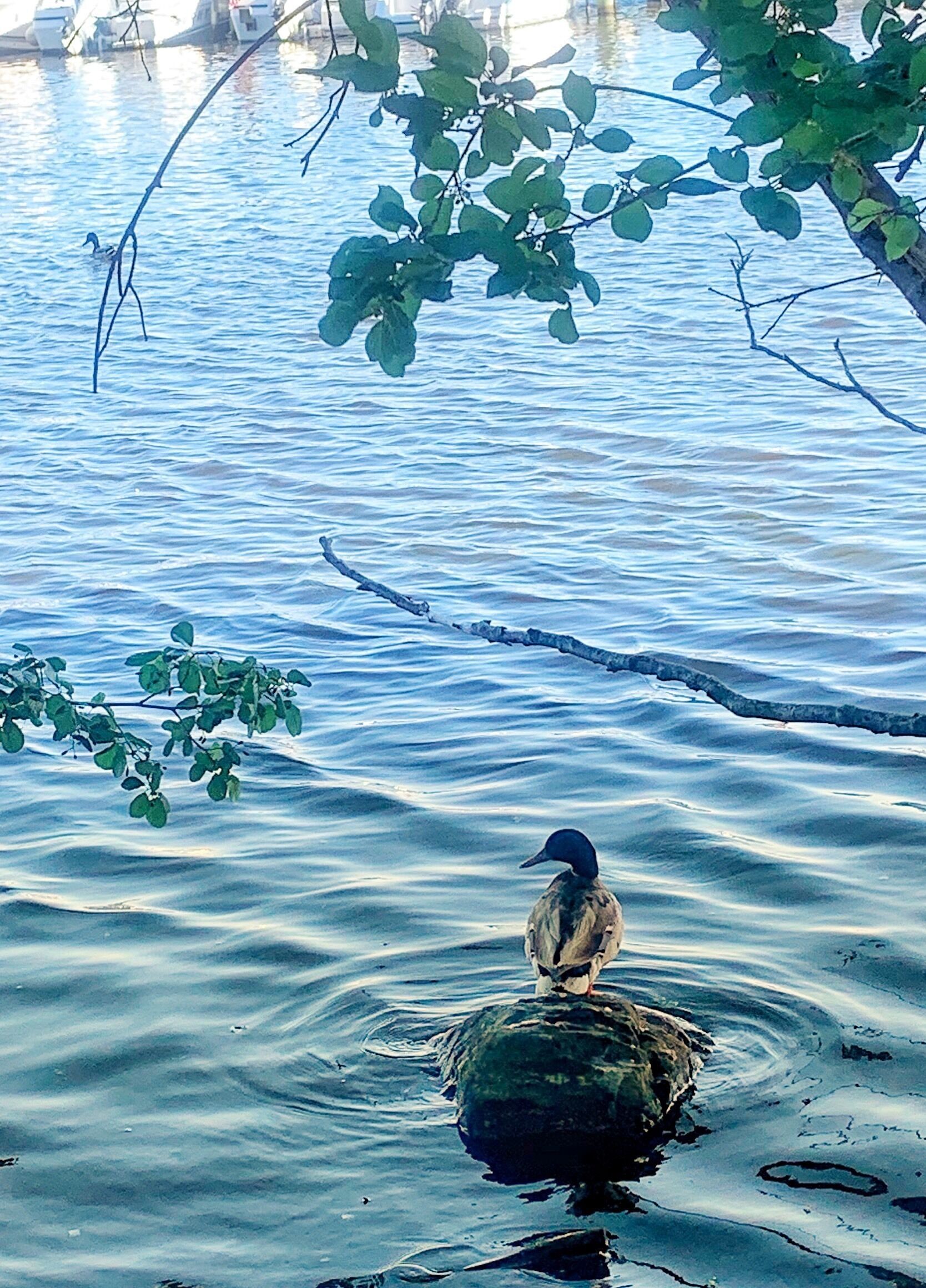 Duck knows how to pose for photo taking