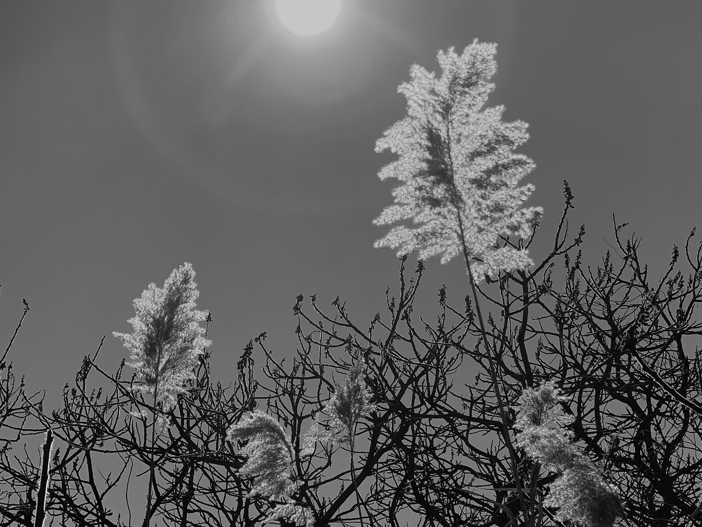 Cold but sunny
A day out stretching my lazy legs..... 🚶🏻♀️🚶🏻♀️🚶🏻♀️🚶🏻♀️