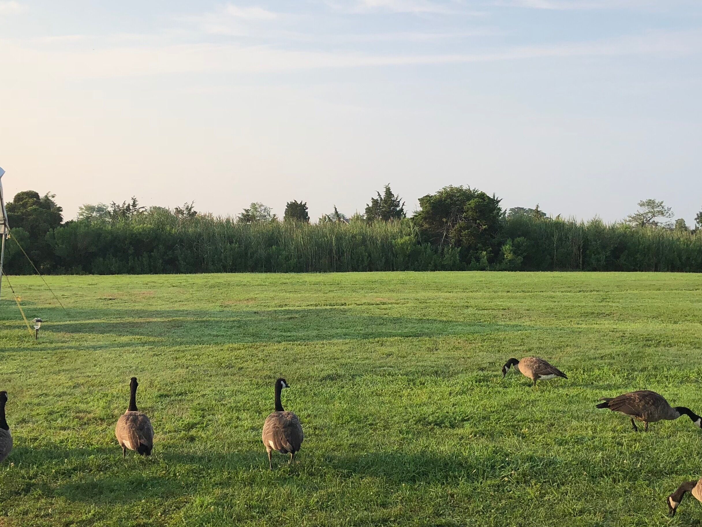 Got a welcoming party