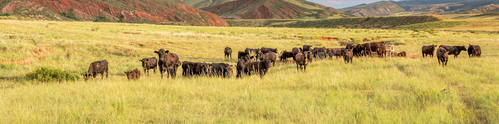 A herd of cattle grazing in a grassy field with rolling hills and a mountain in the background.