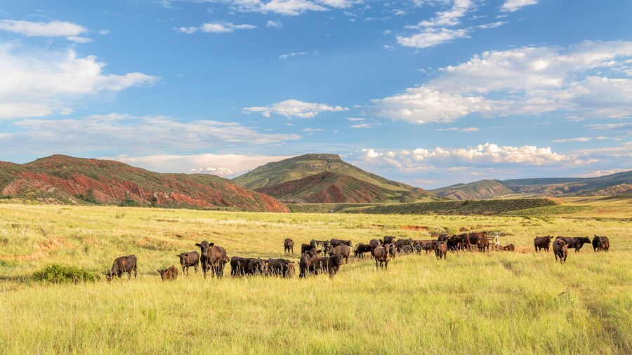 Open range cattle grazing at foothills of Rocky Mountains in northern Colorado, summer scenery in Red Mountain Open Space