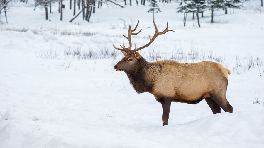 American or Canadian Elk shot in early winter in deep snow north Quebec Canada.