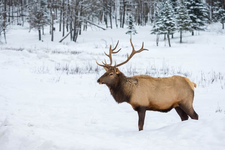A large elk standing in a snowy forest.