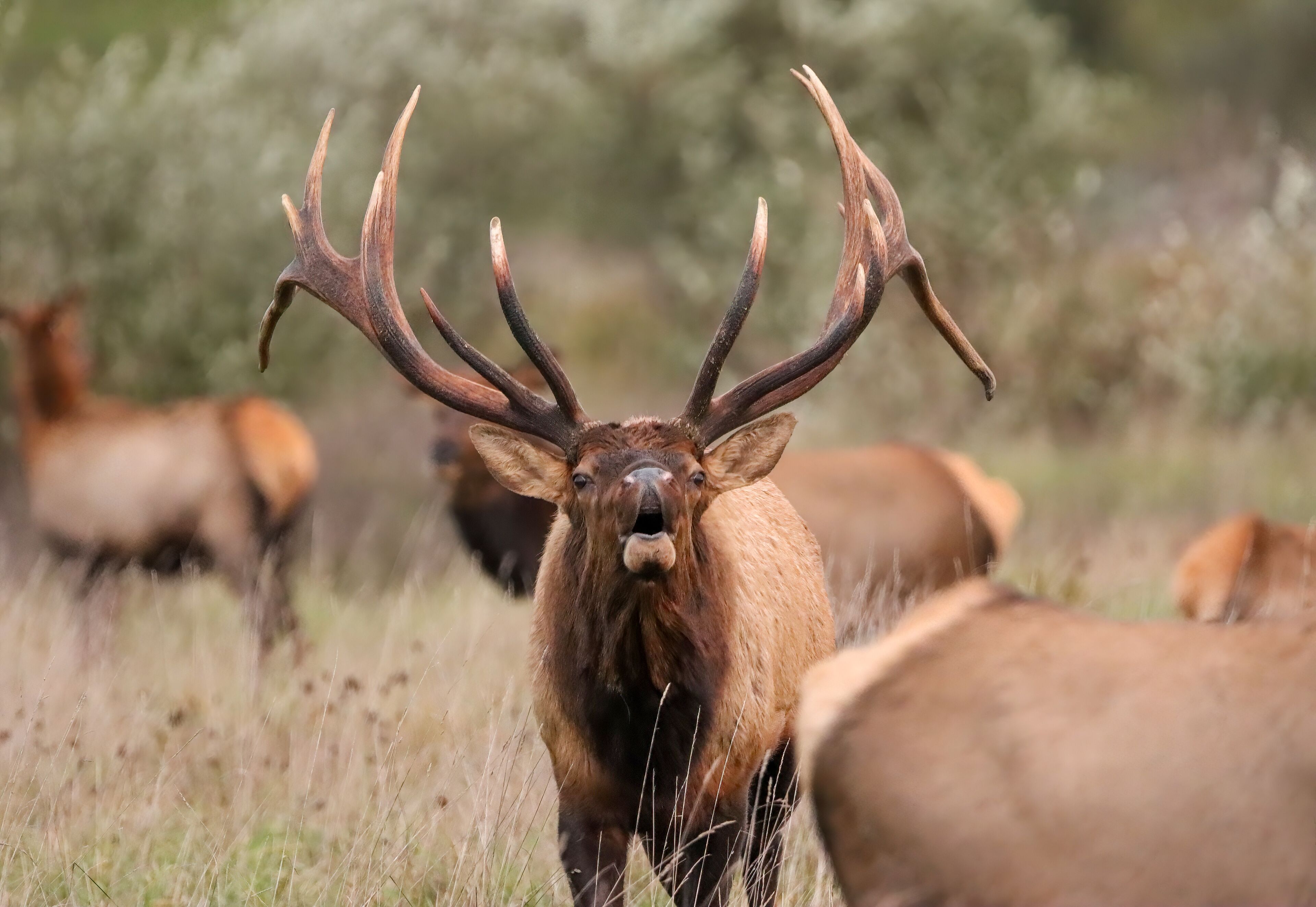 Massive Gorgeors Elk Bull Rut Bugle Flehmen Response Battle Action 8x7 8x8 7x7