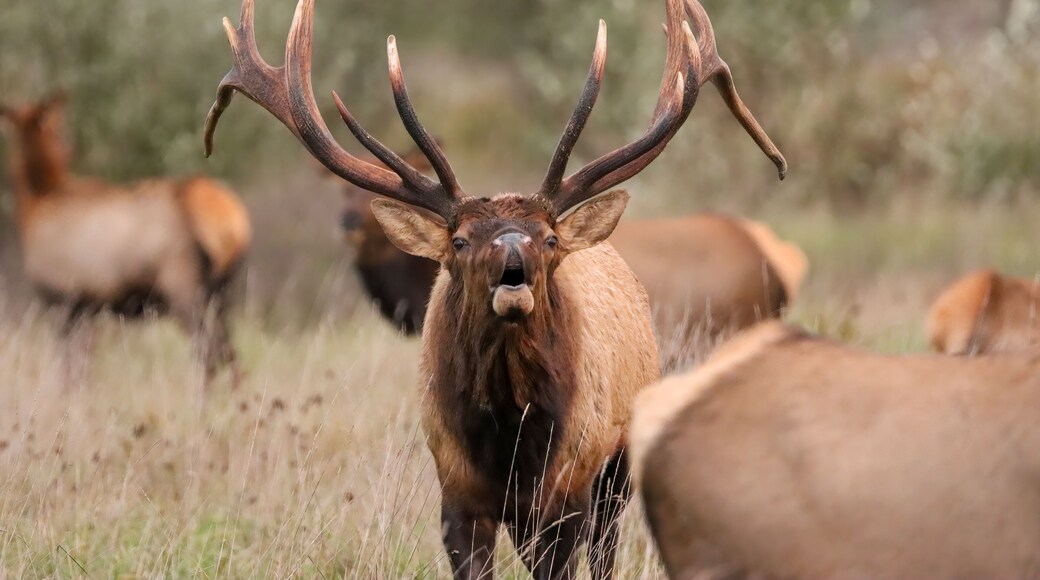 Enchanted Forest Park