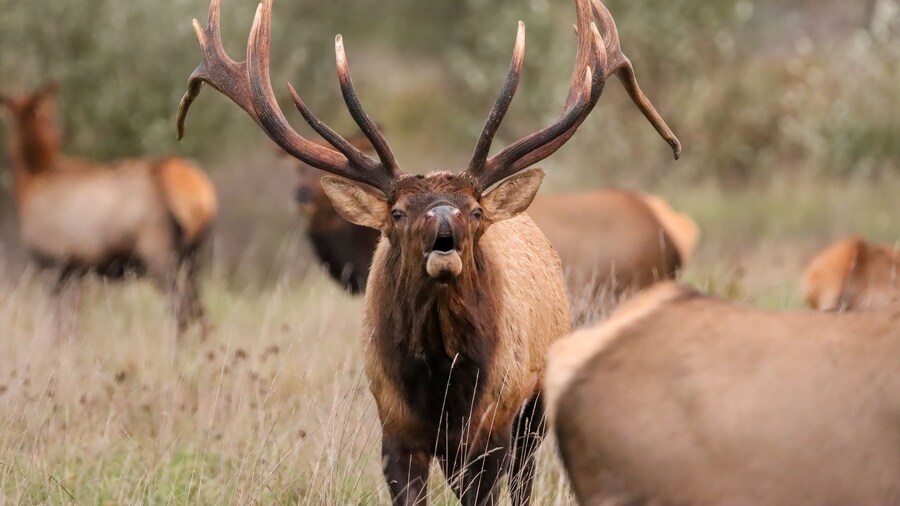 Massive Gorgeors Elk Bull Rut Bugle Flehmen Response Battle Action 8x7 8x8 7x7