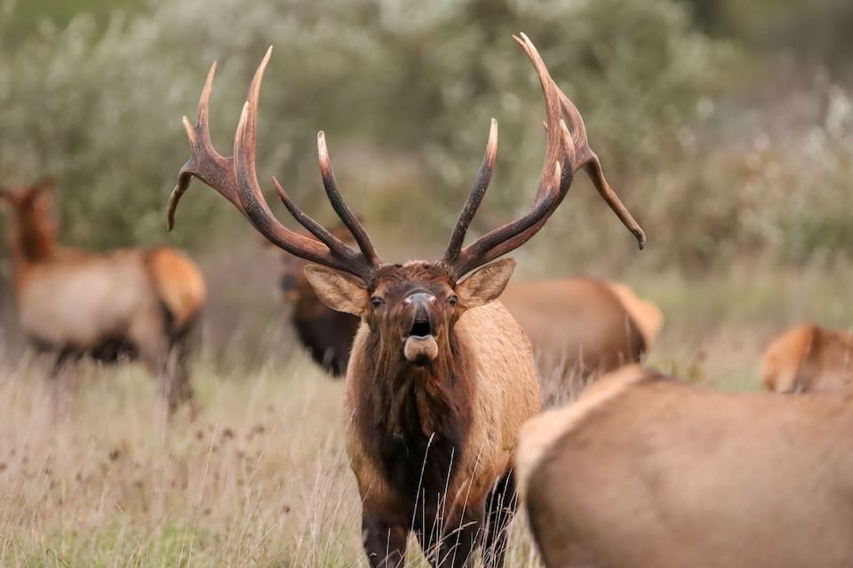 A large elk with prominent antlers in a grassy field with other elk in the background.