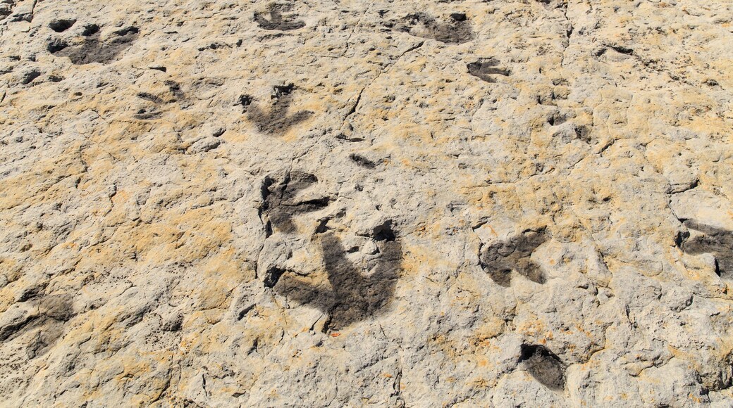 Dinosaur foot prints from what was once tidal flats on the shore of an ancient ocean in the Morrison Fossil Area National Natural Landmark, just outside of Denver Colorado, USA.