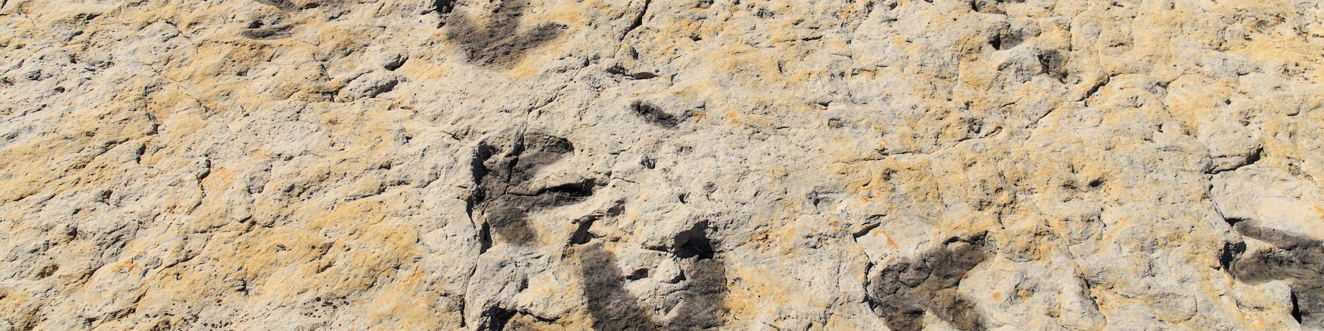 A rocky surface with multiple animal tracks.