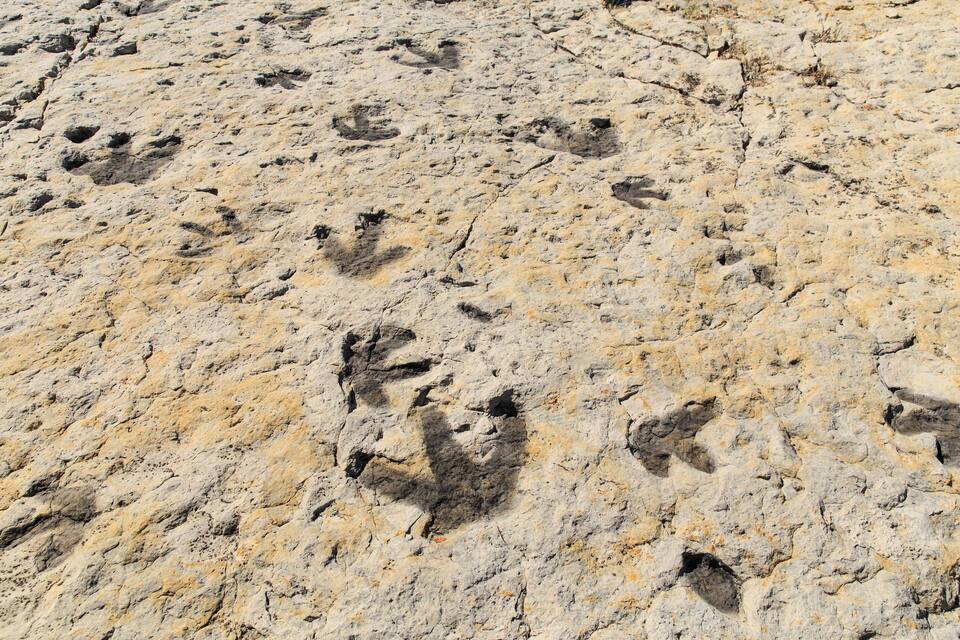 Superficie rocosa con varias huellas de animales.
