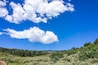 Castle Peak park in Colorado with coniferous trees and desert sage brush on landscape in Eagle County