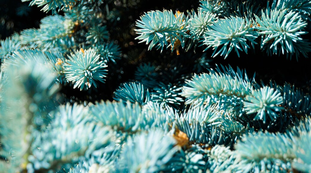 Blue Spruce Park