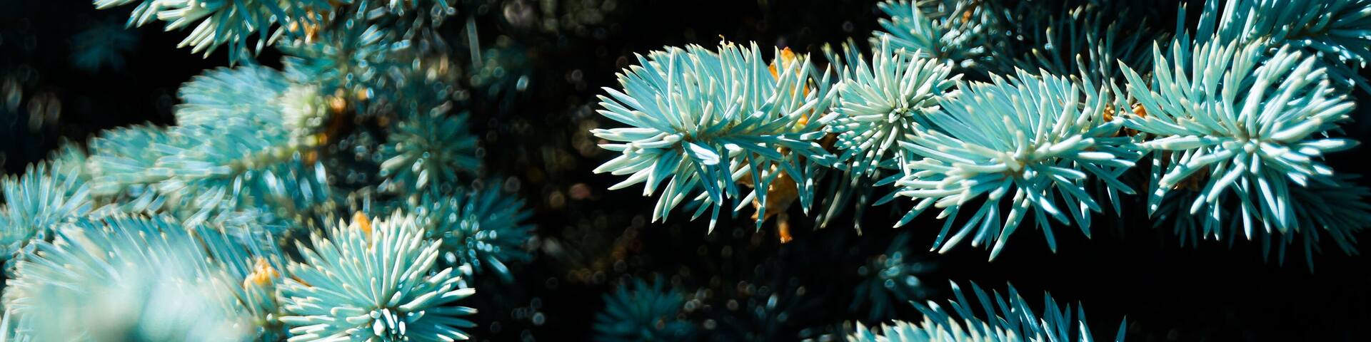 A close-up of blue-green conifer branches.