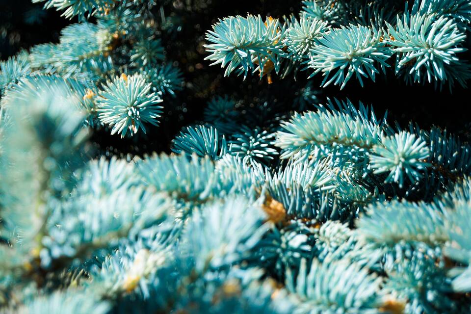 A close-up of blue-green conifer branches.