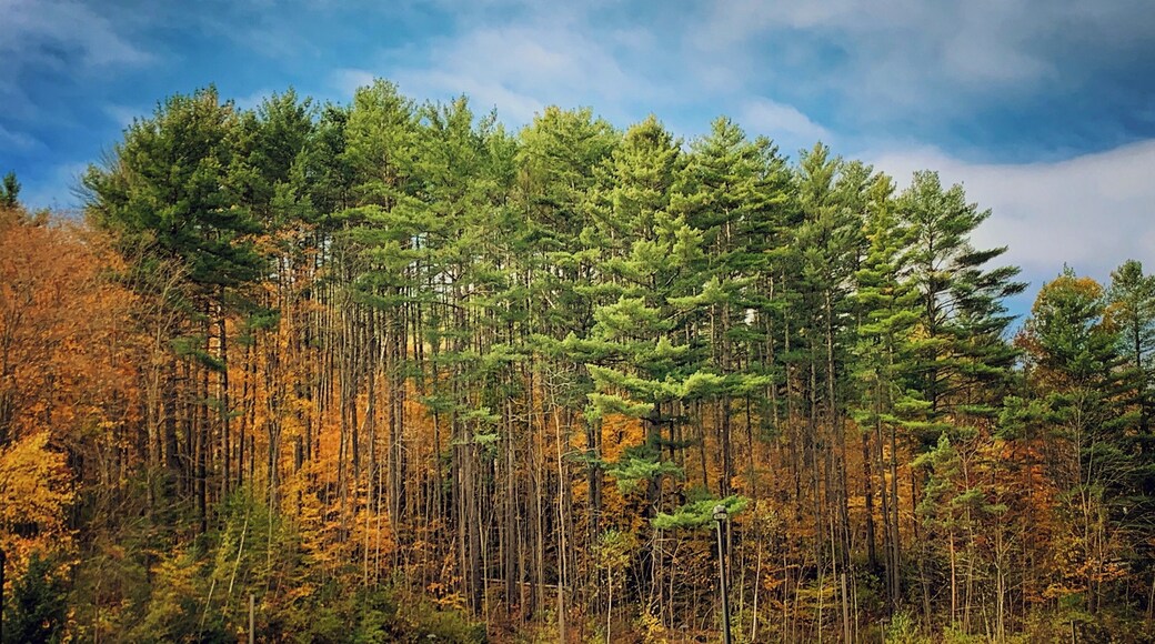 #autumn #fallfoliage #nature #leafpeeping
