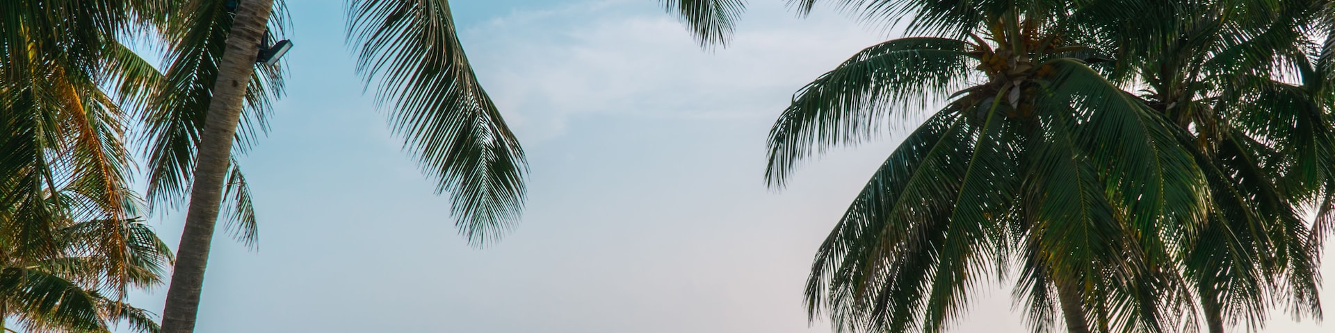 Una playa con palmeras y la palabra 'JAMAICA' al frente.