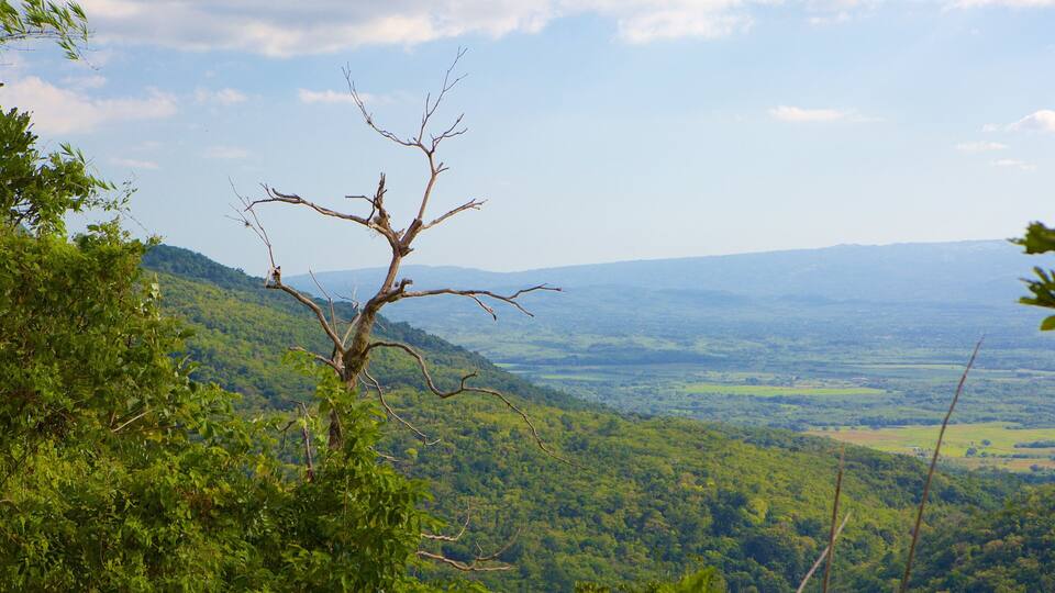 A leafless tree in a lush green valley with distant hills.