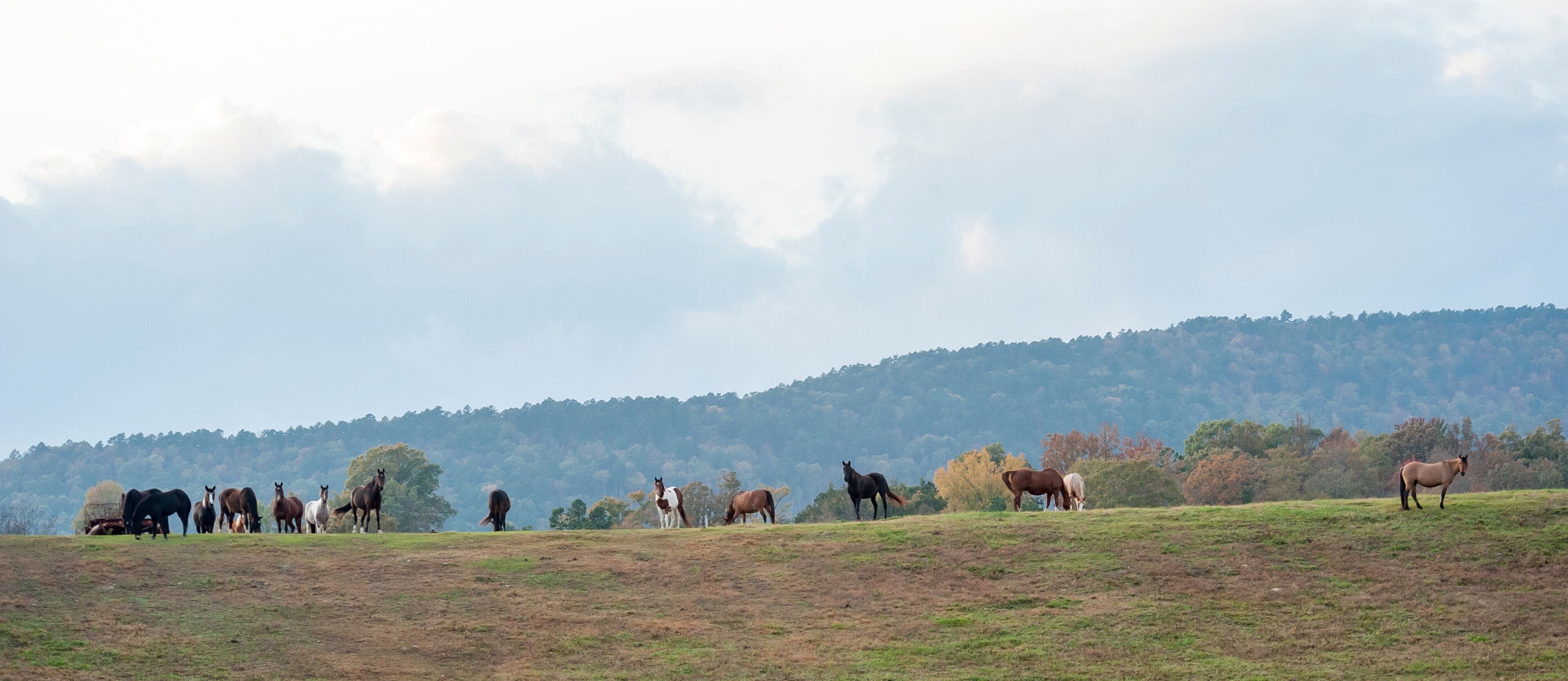 Large horse ranch property in hills of Mena, Arkansas