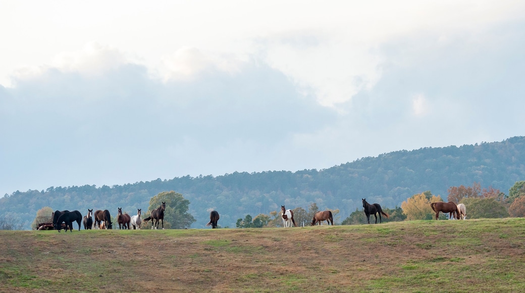 Large horse ranch property in hills of Mena, Arkansas