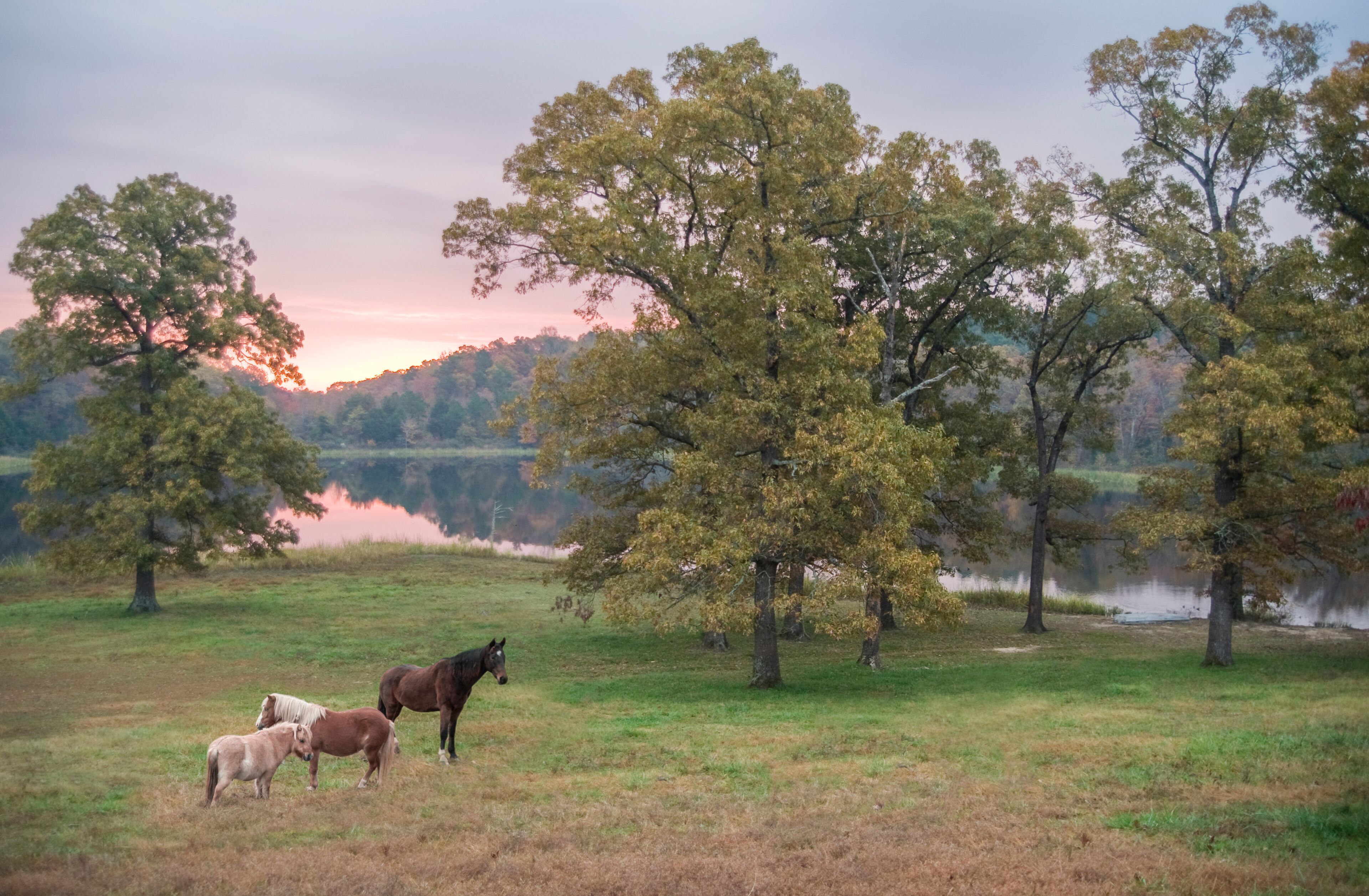 A serene lake with horses grazing, surrounded by trees and a sunset.
