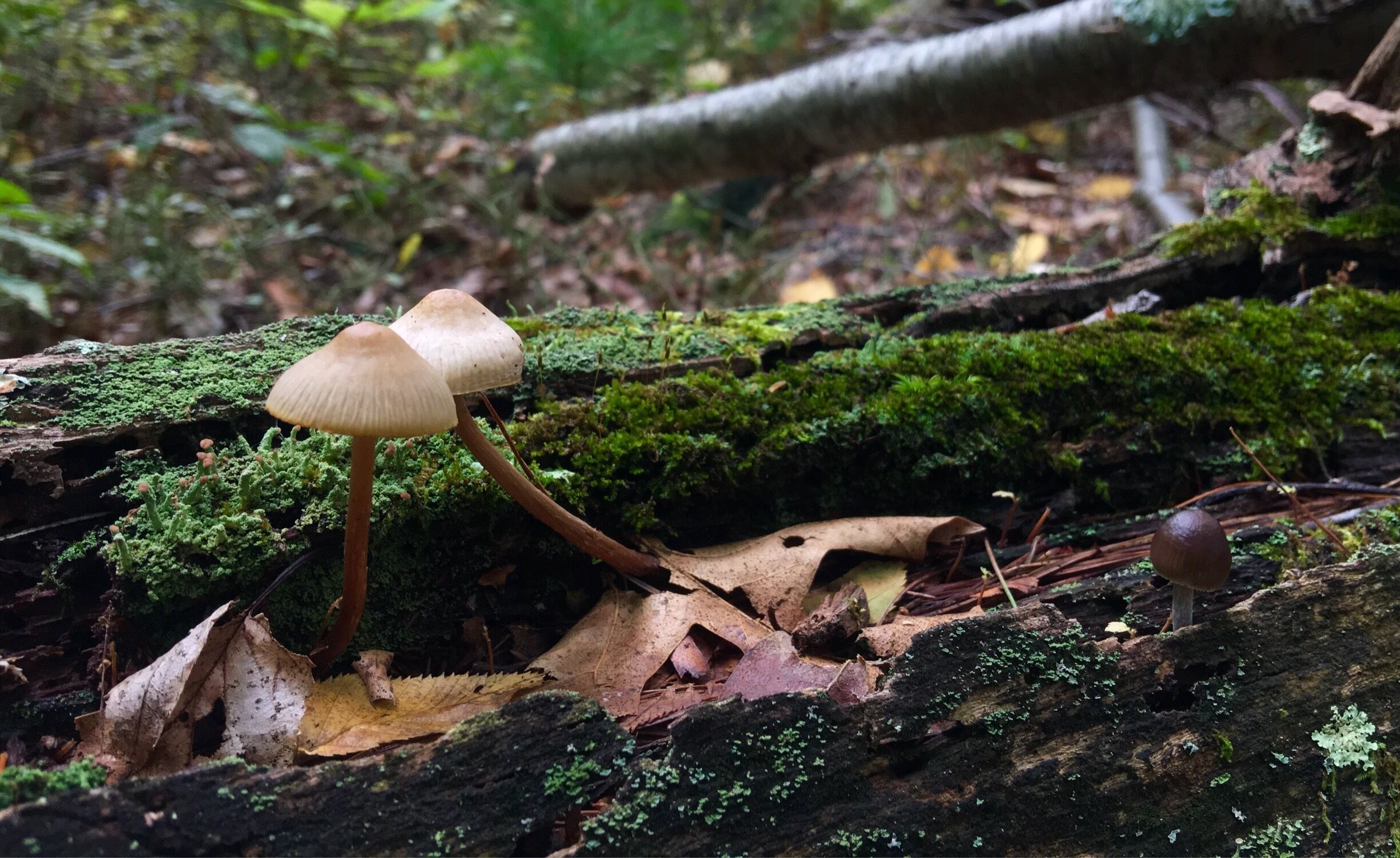Had a nice time taking pictures of some fungus and hiking at the same time