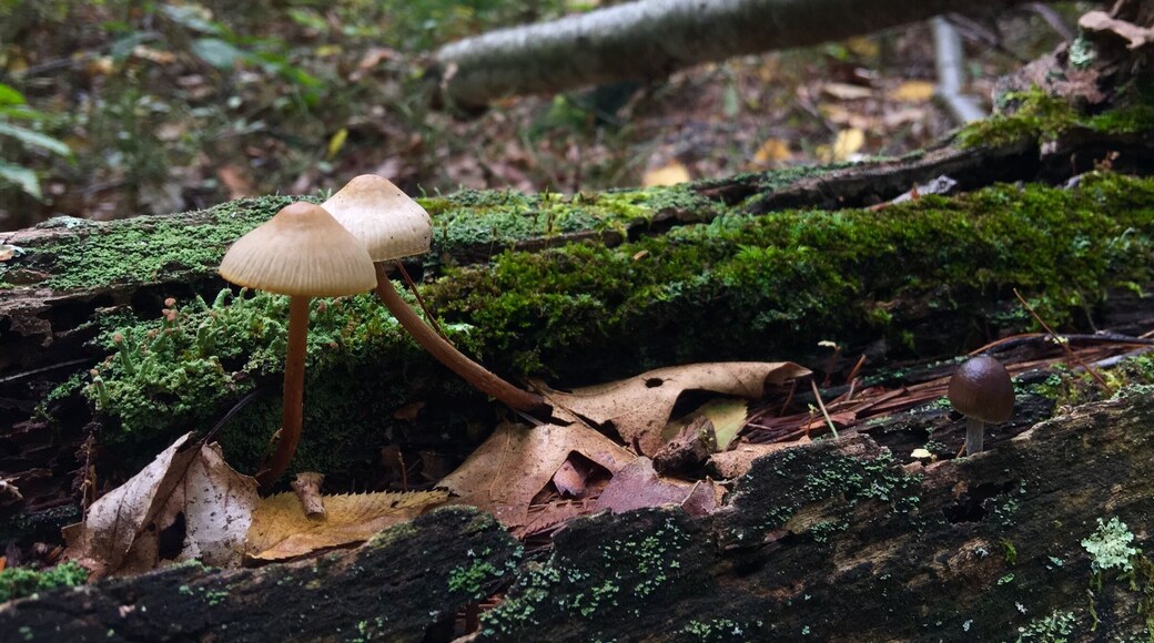 Had a nice time taking pictures of some fungus and hiking at the same time