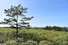 Un seul pin se dresse au milieu d’une forêt dense, sous un ciel bleu et dégagé.