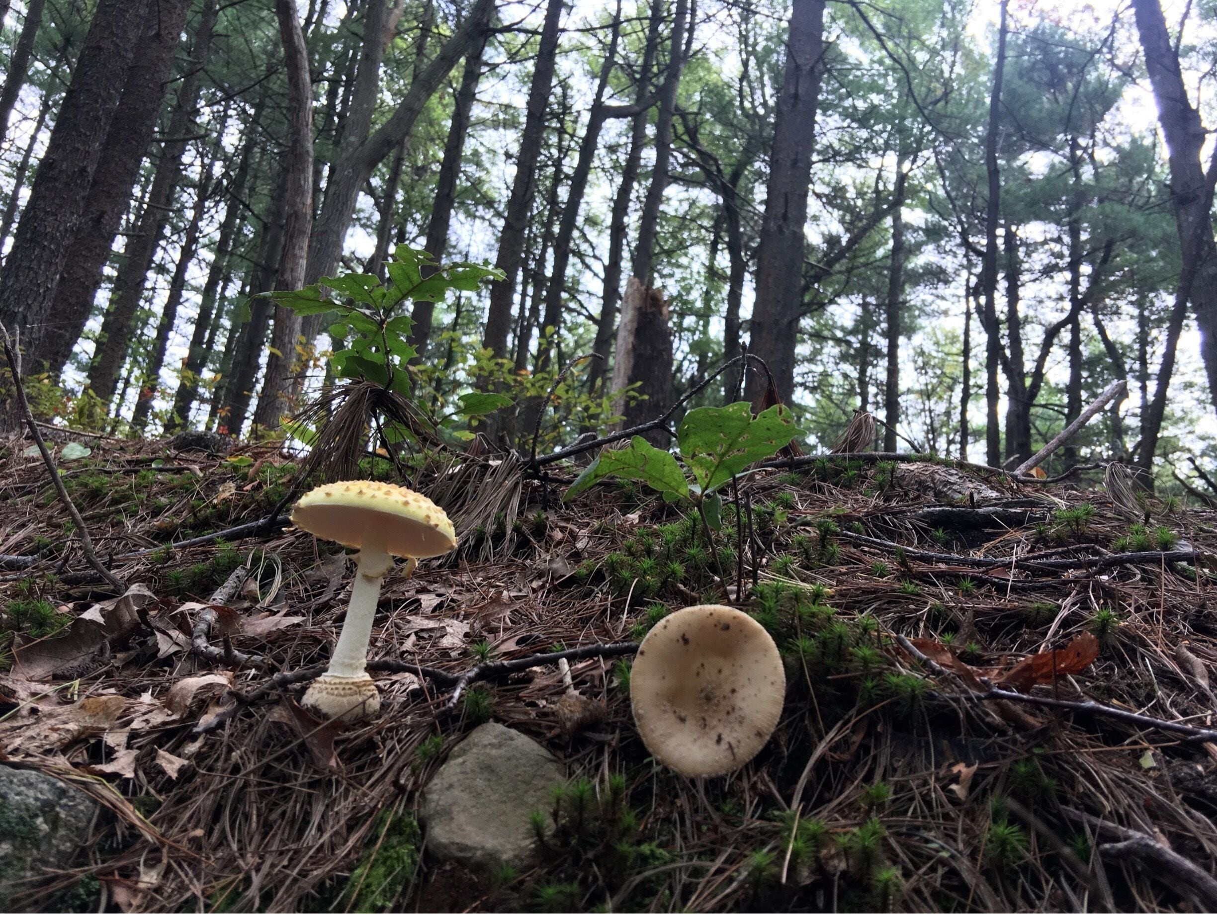 Had a nice time taking pictures of some fungus and hiking at the same time