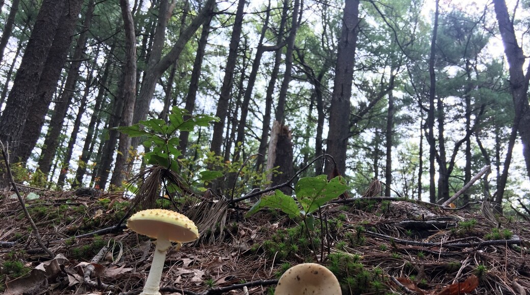 Had a nice time taking pictures of some fungus and hiking at the same time