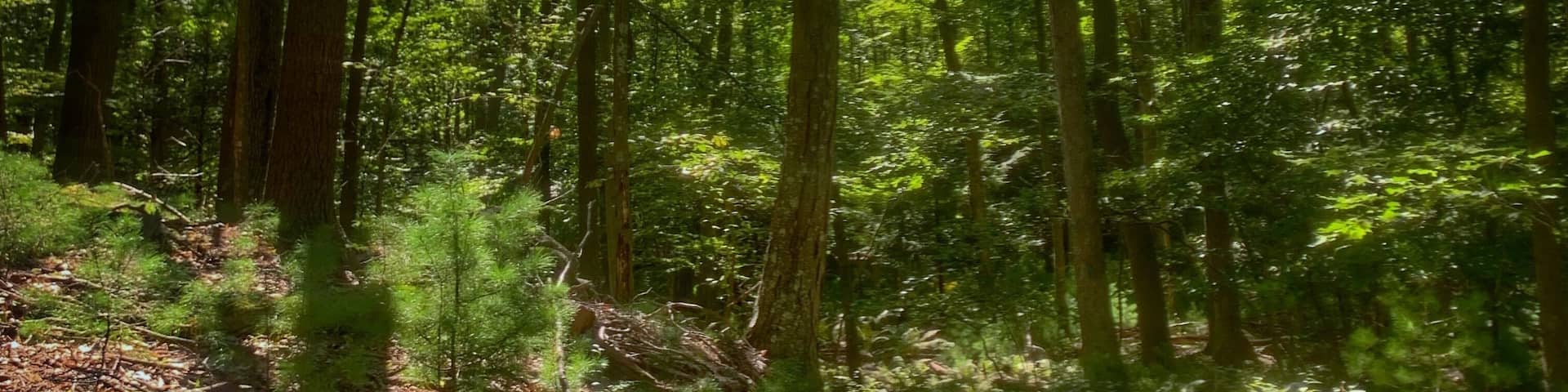 Hiking.... just keep walking without thinking..... good for clearing harmful thoughts
#adventure #hiking #nature