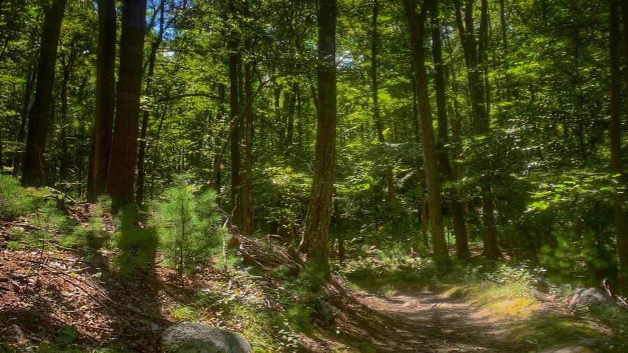 Hiking.... just keep walking without thinking..... good for clearing harmful thoughts
#adventure #hiking #nature