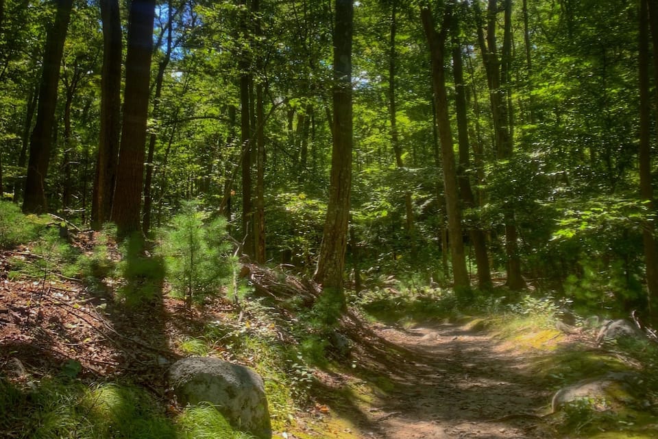 A forest path with tall trees and green foliage.