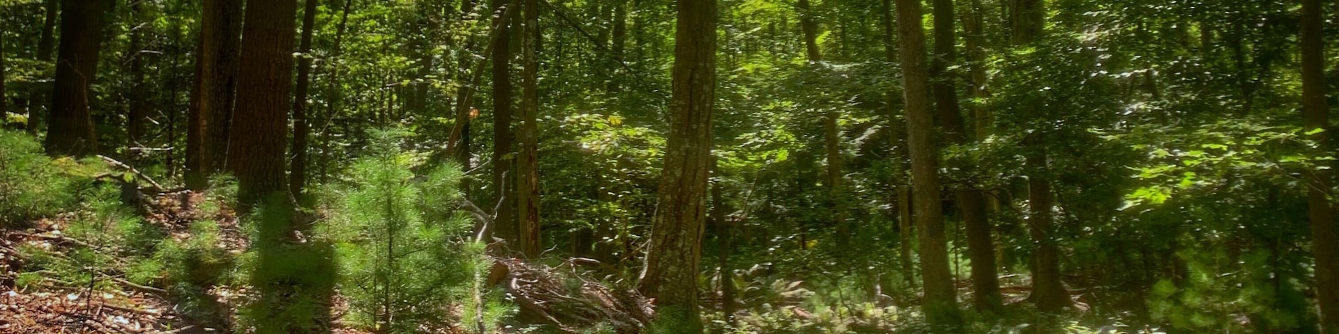 Hiking.... just keep walking without thinking..... good for clearing harmful thoughts
#adventure #hiking #nature