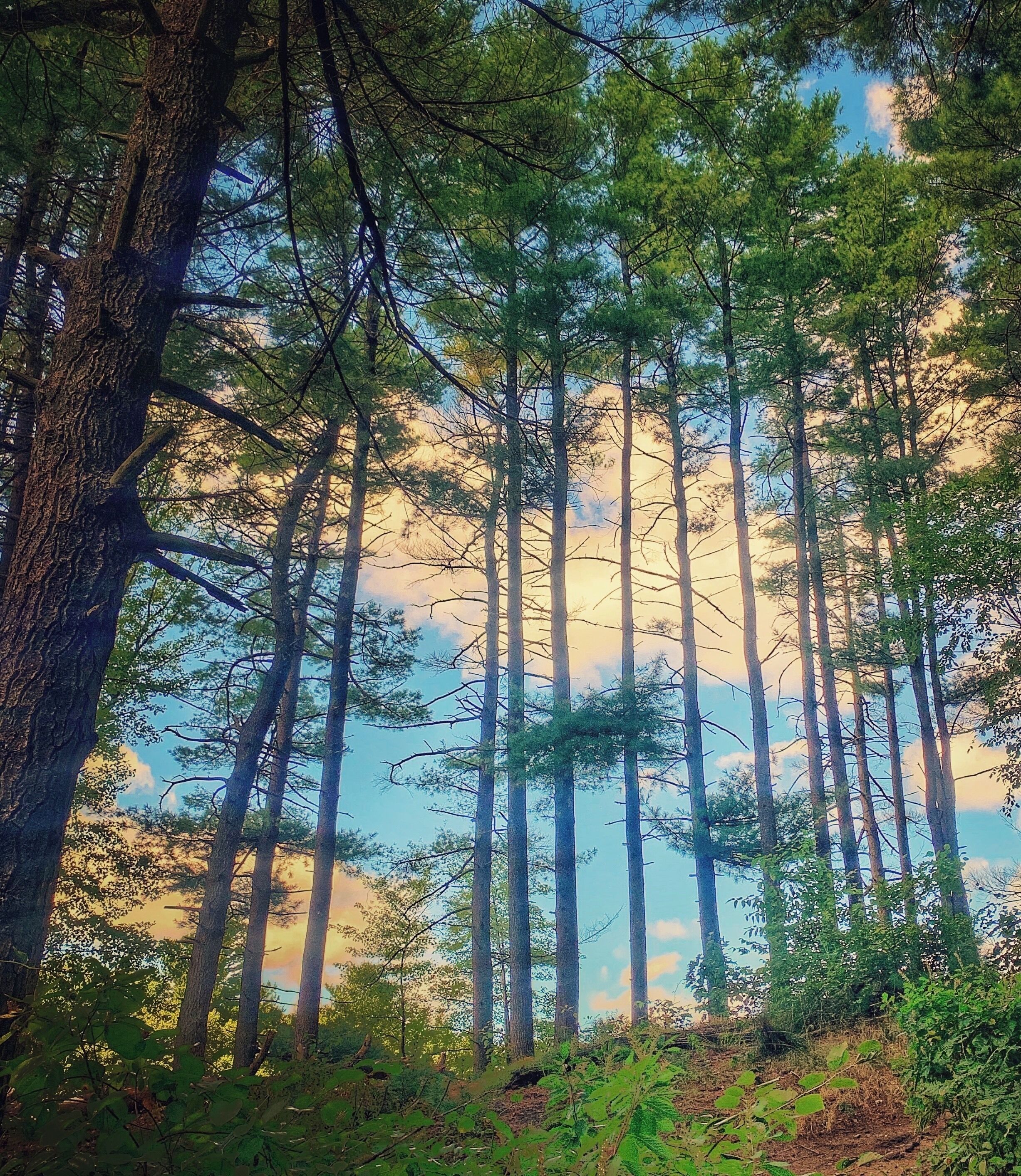 I like hiking when I can just keep walking and clear my mind

#nature #hiking #adventure