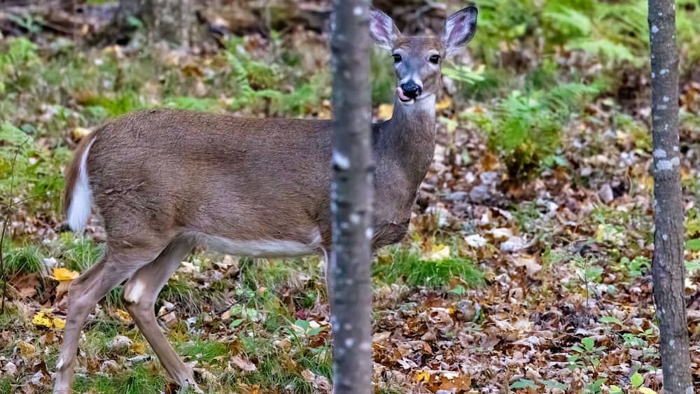 Un cerf dans une forêt où les feuilles sont tombées et où la végétation est encore verte.