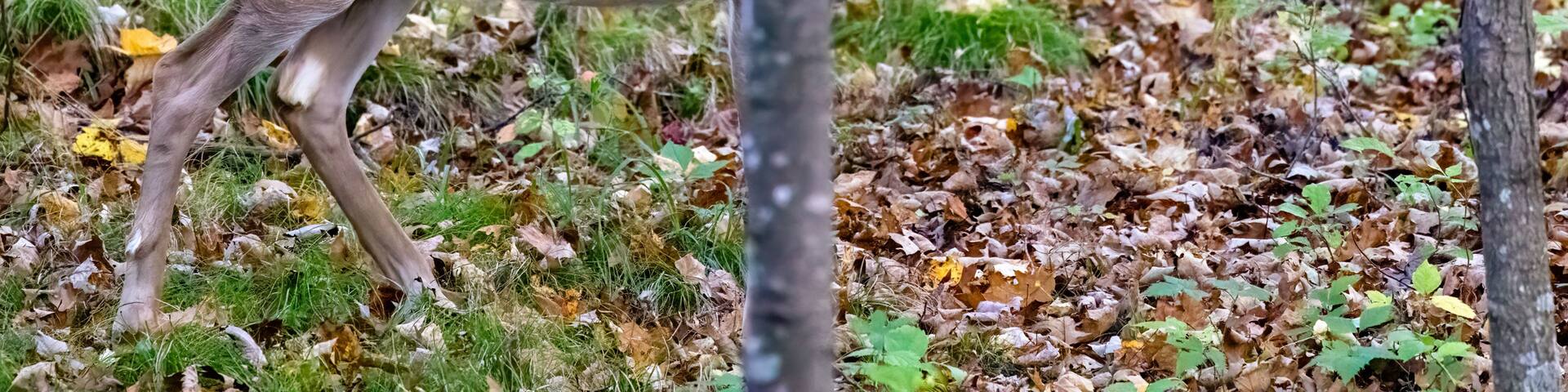 Whitetail deer (Odocoileus virginianus) standing in the forest during autumn in Wisconsin.
